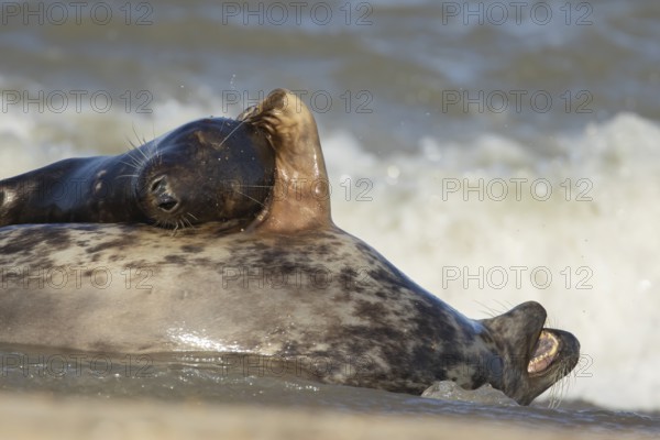 Grey seal (Halichoerus grypus) adult animal hugging another seal whilst sleeping on a beach, England, United Kingdom, Europe