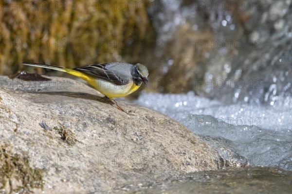 Grey wagtail (Motacilla cinerea), male, on a stone on the bank of a stream, Stans, Tyrol, Austria, Europe