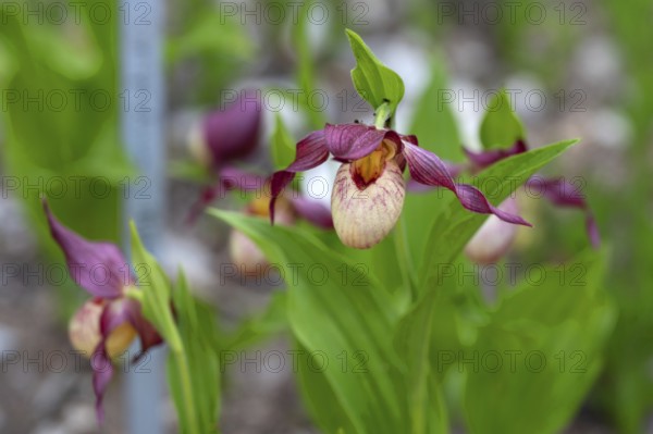 Flowering lady's slipper (Cypripedium), Botanical Garden Erlangen, Middle Franconia, Bavaria, Germany, Europe