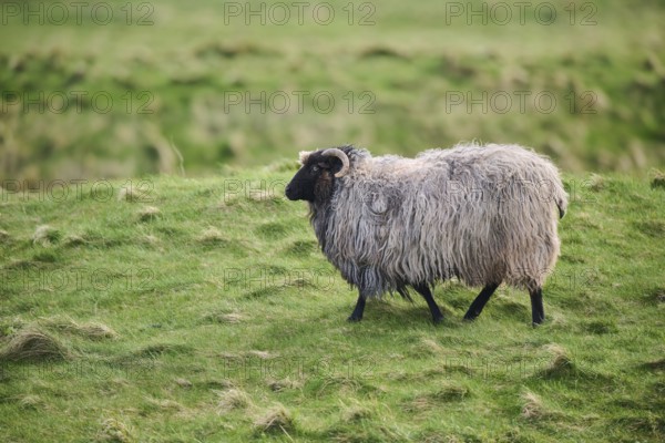 Domestic sheep (Ovis aries) 'Heidschnucke' on a meadow, Helgoland, Germany, Europe