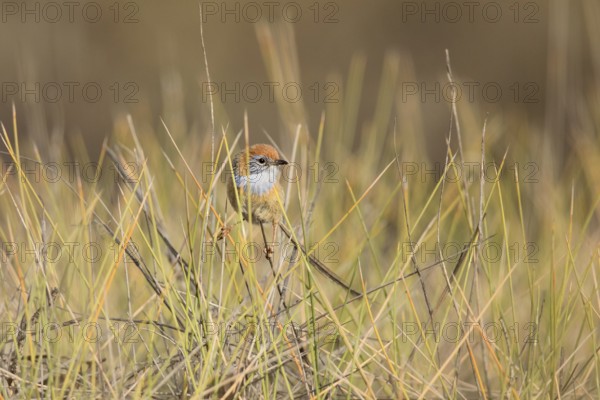 Mallee Emu-wren (Stipiturus mallee), Victoria, Australia, Oceania