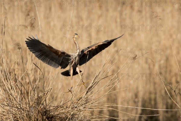 Purple Heron (Ardea purpurea) landing at nest, Baden-Wuerttemberg, Germany, Europe