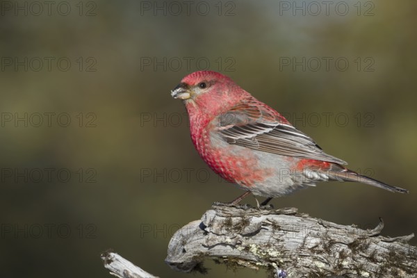 Pine Grosbeak - Hakengimpel - Pinicola enucleator, Finland, adult male, Europe