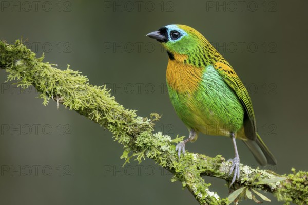 Brassy-breasted Tanager (Tangara desmaresti) perched on a branch in the Atlantic Rainforest of Brazil