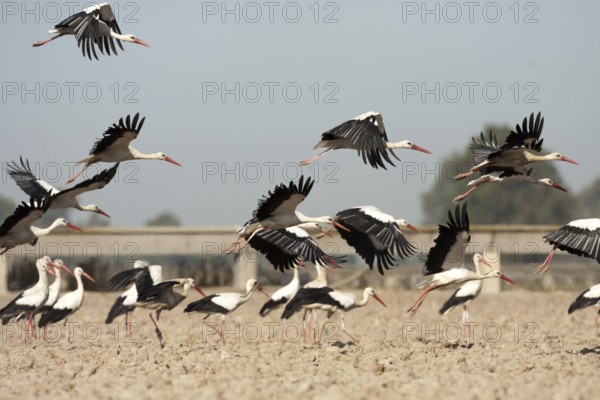 White Stork (Ciconia ciconia), Andalusia, Spain, Europe