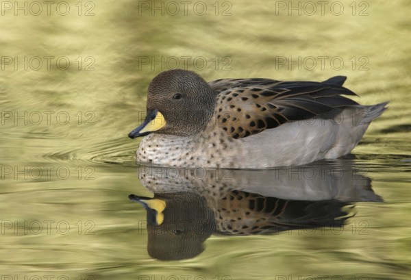 Yellow-billed Teal (Anas flavirostris), Arizona, USA, North America