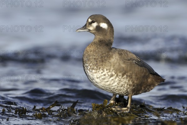 Harlequin Duck (Histrionicus histrionicus) female, British Columbia, Canada, North America