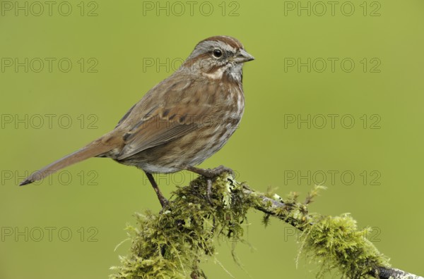 Song Sparrow (Melospiza melodia), British Columbia, Canada, North America