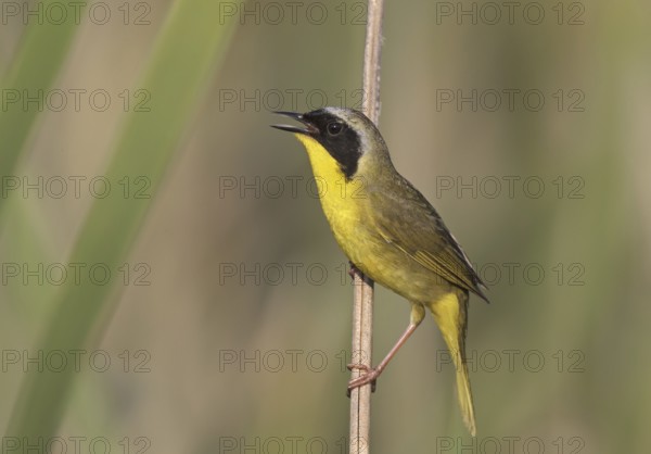 Common Yellowthroat (Geothlypis trichas) singing, Ohio, USA, North America