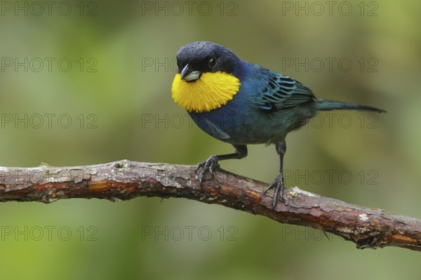 Purplish-mantled Tanager (Iridosornis porphyrocephalus) perched on a branch in the Andes Mountains of Colombia