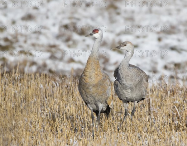 An adult and young Sandhill Crane, Grus canadensis, in field, near Saskatoon Saskatchewan