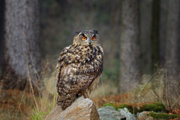 Egle owl in sunset, orange backlight in the forest. Eurasian Eagle Owl sitting on the tree stump in habitat, photo with backlight, bird action scene in the forest, Germany, Europe