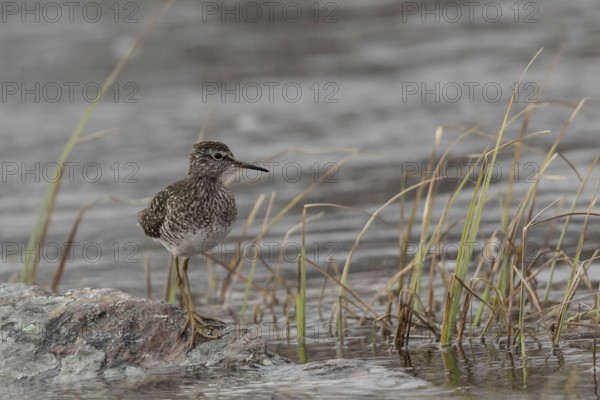 Wood Sandpiper (Tringa glareola), Dalarna, Sweden, Europe