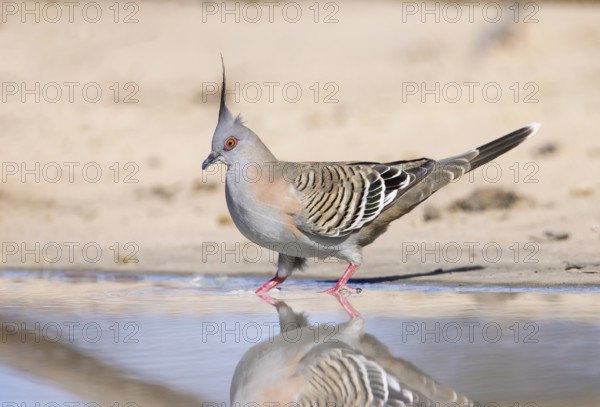 Crested Pigeon (Ocyphaps lophotes) at a waterhole, Victoria, Australia, Oceania