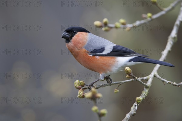 Eurasian Bullfinch (Pyrrhula pyrrhula) male, Saxony, Germany, Europe