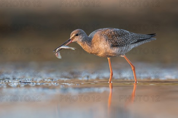 Spotted Redshank (Tringa erythropus) foraging, Poland, Europe