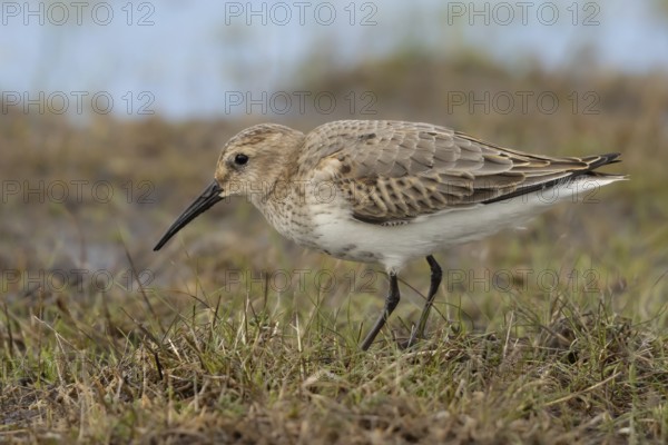 Dunlin (Calidris alpina) foraging, Smaland, Sweden, Europe