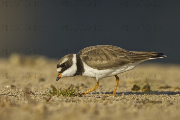 Common Ringed Plover (Charadrius hiaticula) foraging, North Rhine-Westphalia, Germany, Europe