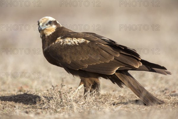 Western Marsh Harrier (Circus aeruginosus) female perched on field, Castile-La Mancha, Spain, Europe