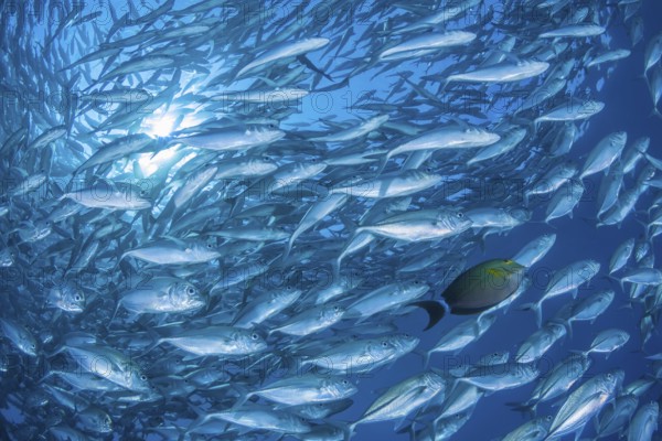 Großaugen-Stachelmakrele, Caranx sexfasciatus, Gelbmasken-Doktor, Acanthurus xanthopterus Bigeye Trevally, Caranx sexfasciatus, Yellowfin surgeonfish, Acanthurus xanthopterus