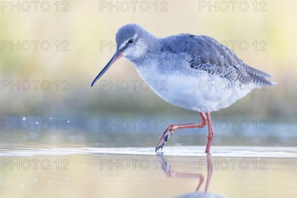 Spotted Redshank (Tringa erythropus) foraging, Groningen, Netherlands