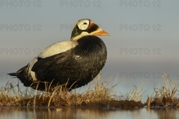 Spectacled Eider (Somateria fischeri) feeding on a small pond on the tundra in Northern Alaska