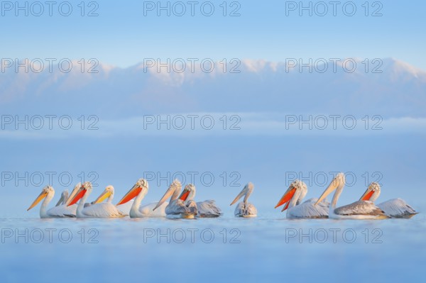Dalmatian pelican, Pelecanus crispus, in Lake Kerkini, Greece. Palican on blue water surface. Wildlife scene from Europe nature. Bird with mountain in background