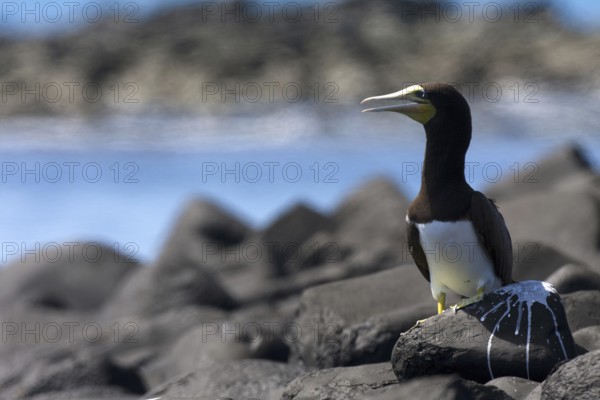 Brown Booby (Sula leucogaster), Bahia, Brazil, South America