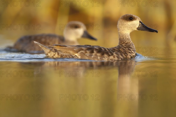 Marbled Duck (Marmaronetta angustirostris), Castile-La Mancha, Spain, Europe