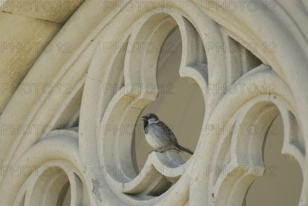 House Sparrow (Passer domesticus) male, Czech Republic, Europe