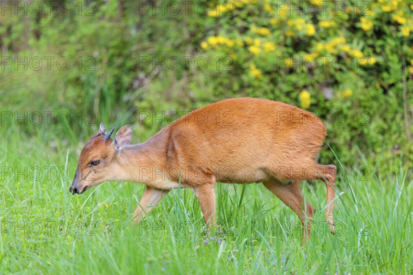 A male Red Forest Duiker (Cephalophus natalensis) stands in a green meadow, eating grass and herbs