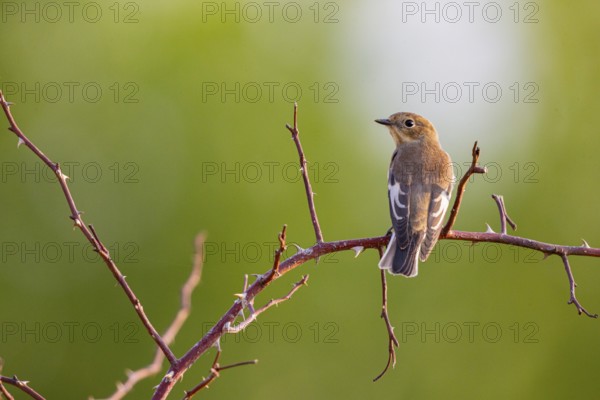 Pied Flycatcher (Ficedula hypoleuca) Germany
