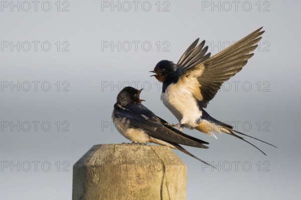 Male barn swallow (Hirundo rustica) approaching the female for mating, Hesse, Germany, Europe
