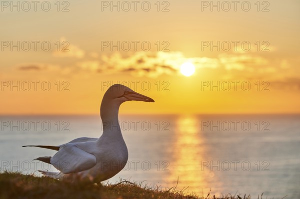 Northern gannet (Morus bassanus) standing on the cliff at sunset with the sea in the background, wildlife, Helgoland, Germany, Europe
