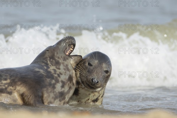 Grey seal (Halichoerus grypus) two adult animals in love courting in the sea, England, United Kingdom, Europe