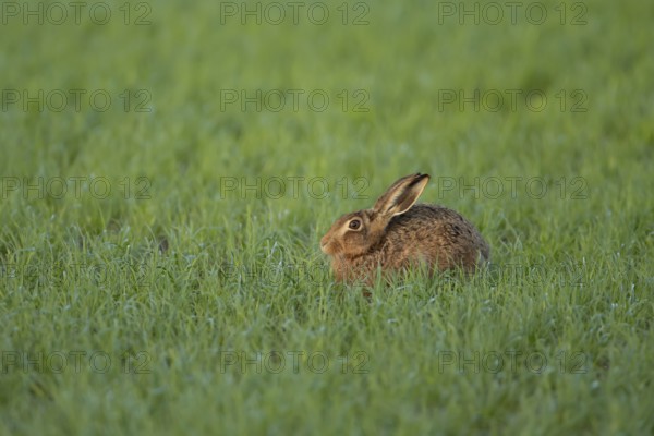 European brown hare (Lepus europaeus) adult animal resting in a farmland cereal field in summer, England, United Kingdom, Europe