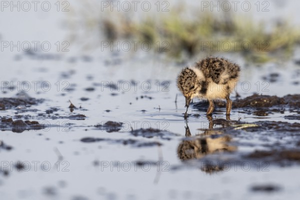 Young lapwing (Vanellus vanellus), Lower Saxony, Germany, Europe