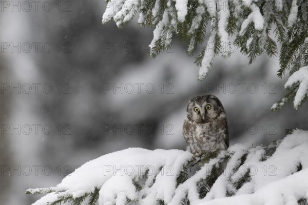 Long-eared owl (Asio otus) in a winter forest, Czech Republic, Europe