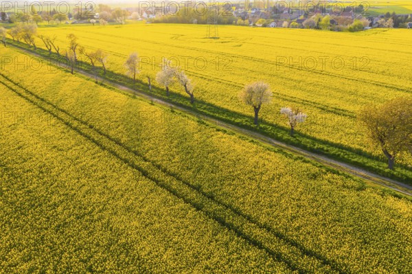 Alley with blossoming fruit trees between rape fields, aerial view in evening light, Wölkisch, Diera-Zehren, Saxony, Germany, Europe