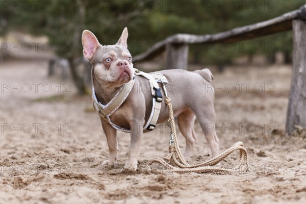 Cute New Shade Isabella orange Tan colored French Bulldog with Y shaped dog harness and leash standing in sand