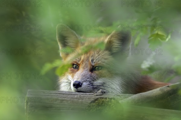 Close-up of red fox (Vulpes vulpes) looking through leaves in broadleaved forest in spring