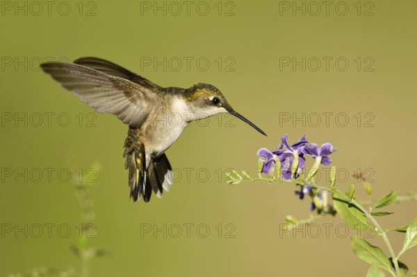 Ruby-throated Hummingbird (Archilochus colubris), Texas, USA, North America