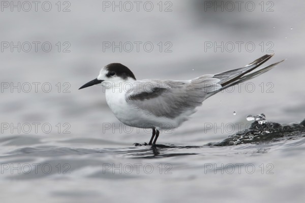 Common Tern-longipennis (Sterna hirundo longipennis), Victoria, Australia, Oceania