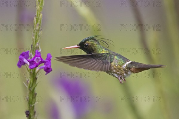 Black-crested Coquette (Lophornis helenae) male flying and feeding at a flower, Costa Rica, Central America
