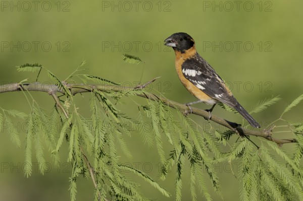 Black-headed Grosbeak (Pheucticus melanocephalus) male perched on a branch, Arizona, USA, North America