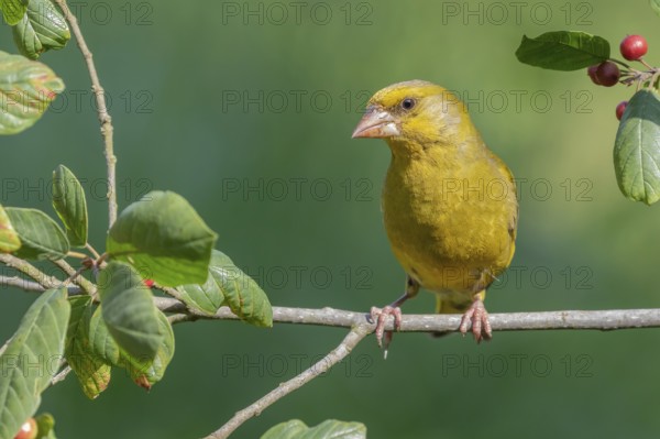 European Greenfinch (Chloris chloris) male perched on a branch, Lower Saxony, Germany, Europe
