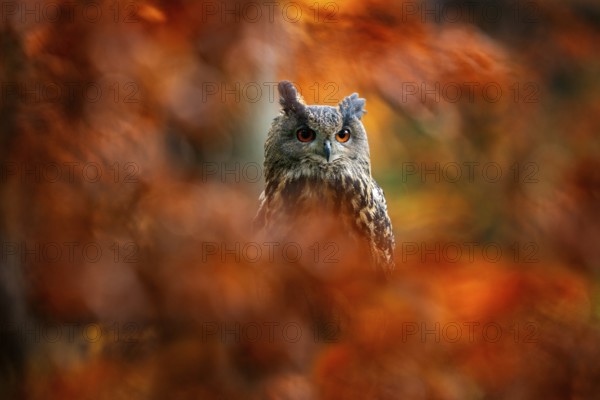 Autumn orange wildlife, detail portrait of owl in the forest. Eurasian Eagle Owl, Bubo Bubo, sitting tree trunk, wildlife fall photo in the wood with orange autumn colours, Germany. Bird habitat