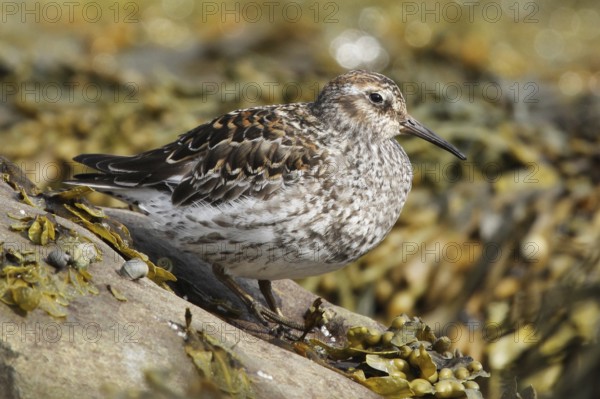 Purple Sandpiper (Calidris maritima) male, Varanger, Norway, Europe