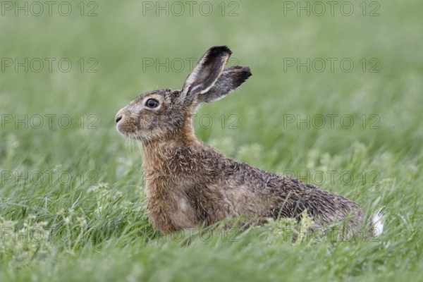 European Hare (Lepus europaeus) sitting in meadow, North Rhine-Westphalia, Germany, Europe