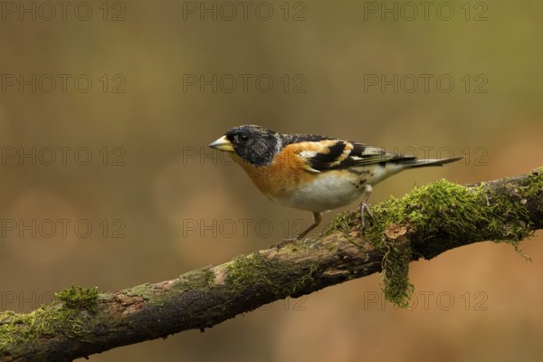 Brambling (Fringilla montifringilla) male, Utrecht, Netherlands